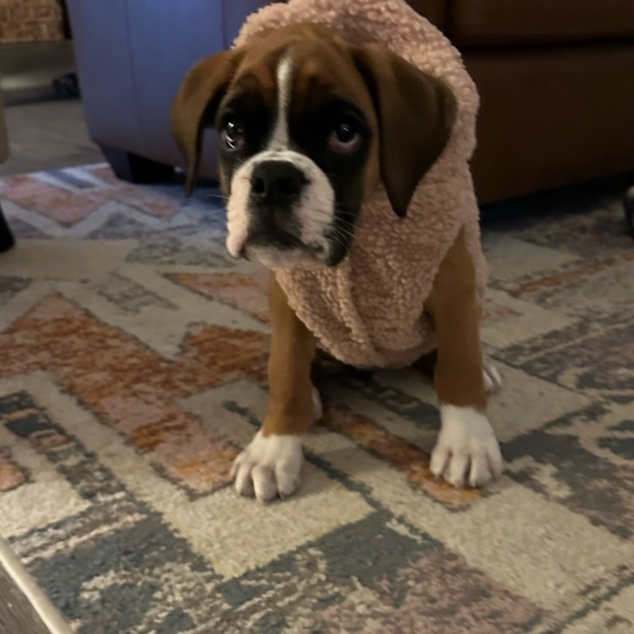 Dog - Picture 11 of 13